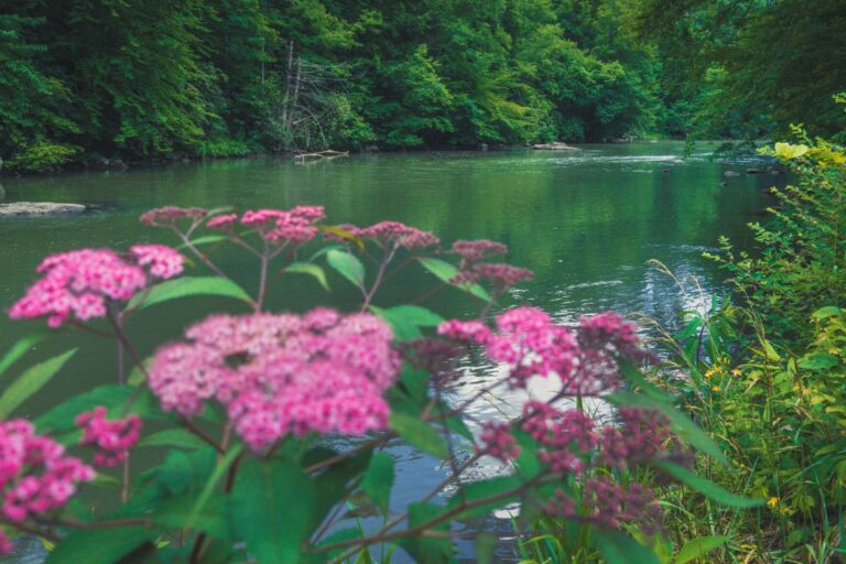 Buckhannon River