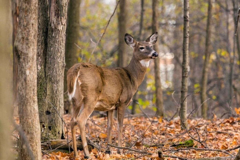 Deer