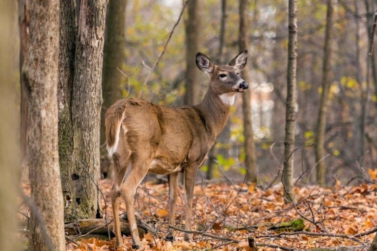 Deer