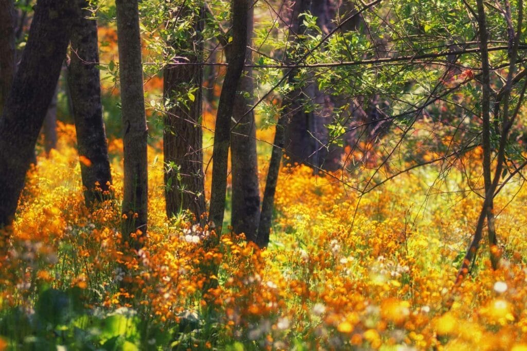 Experience natural beauty on the Upshur County Trails