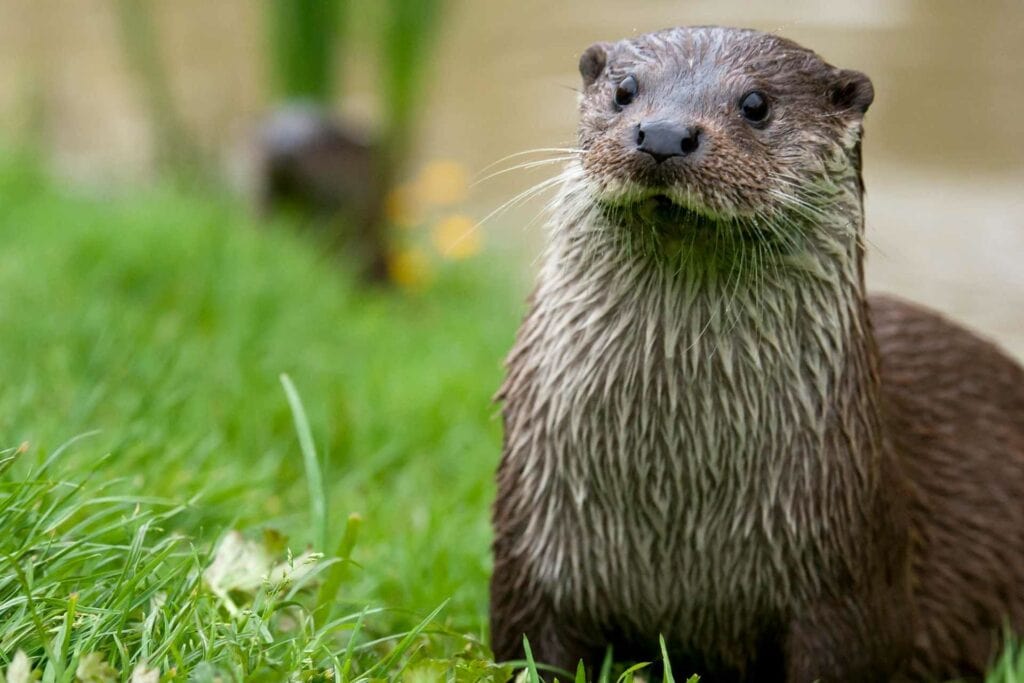 Otter