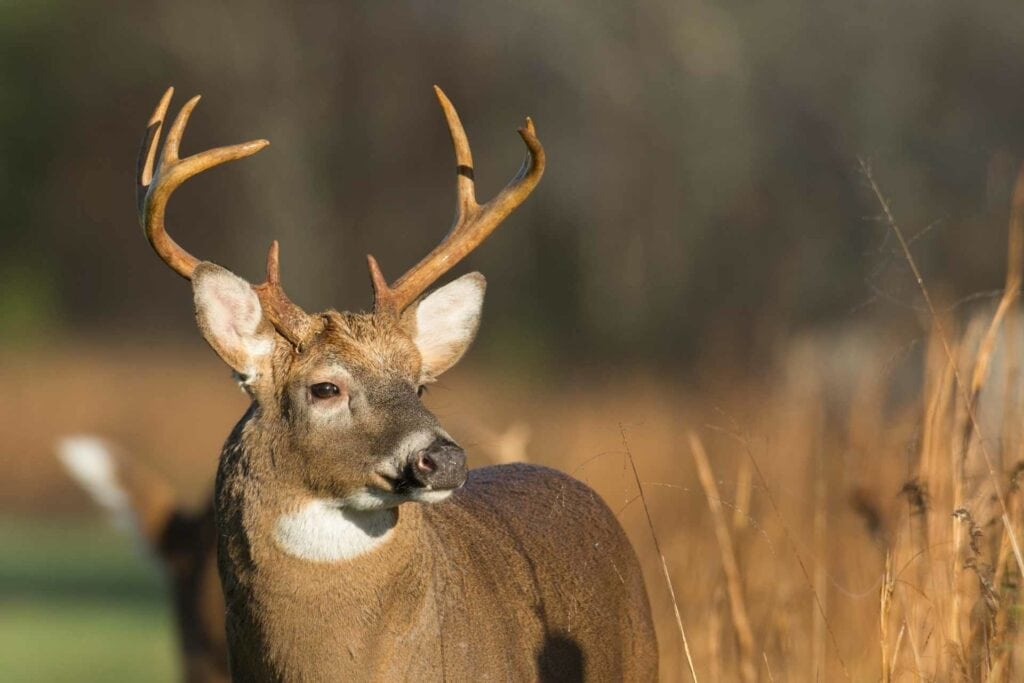 Deer Buck