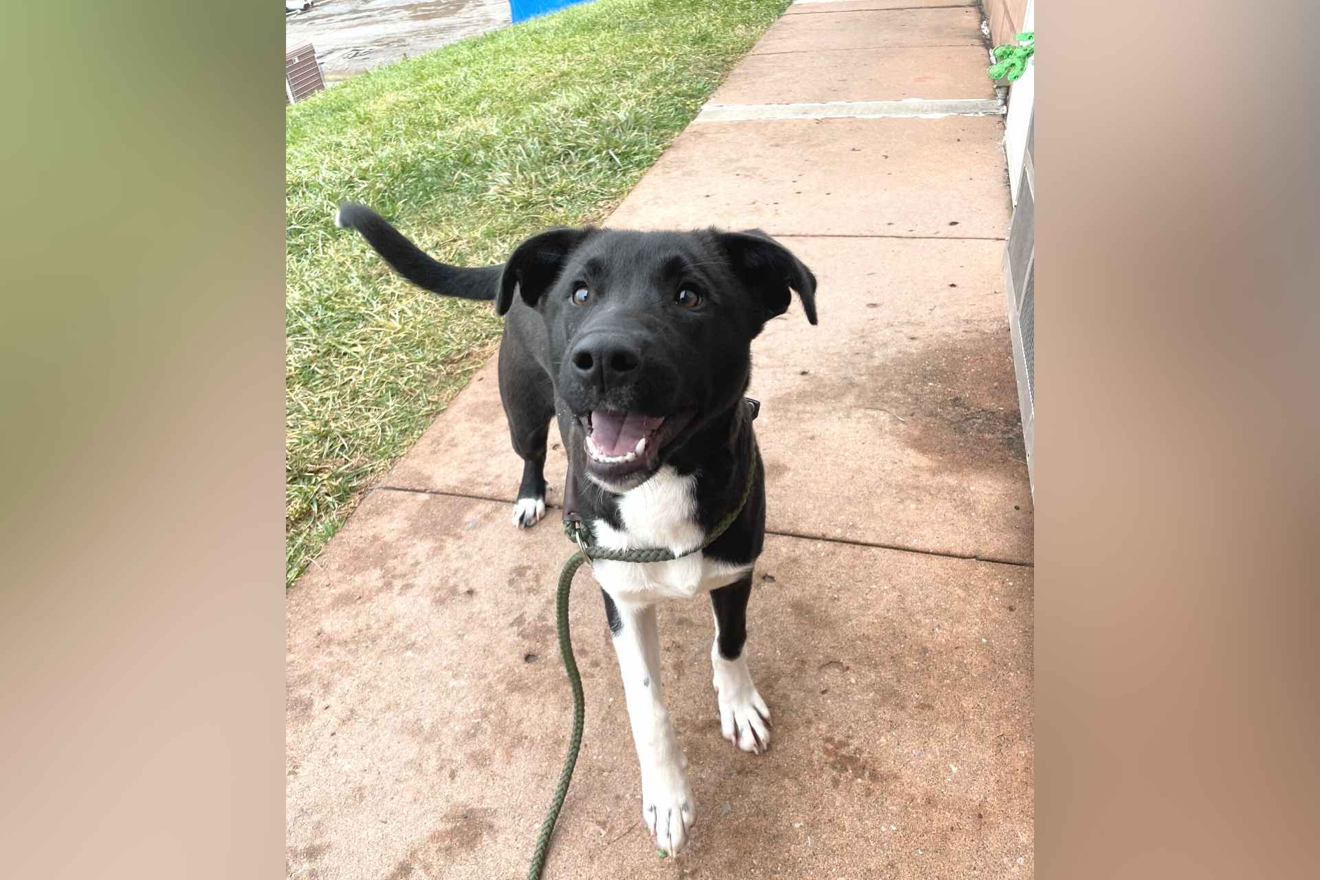 Lewis, Upshur animal rescue group to assist 22 homes in adopting shelter pets in 2022 My