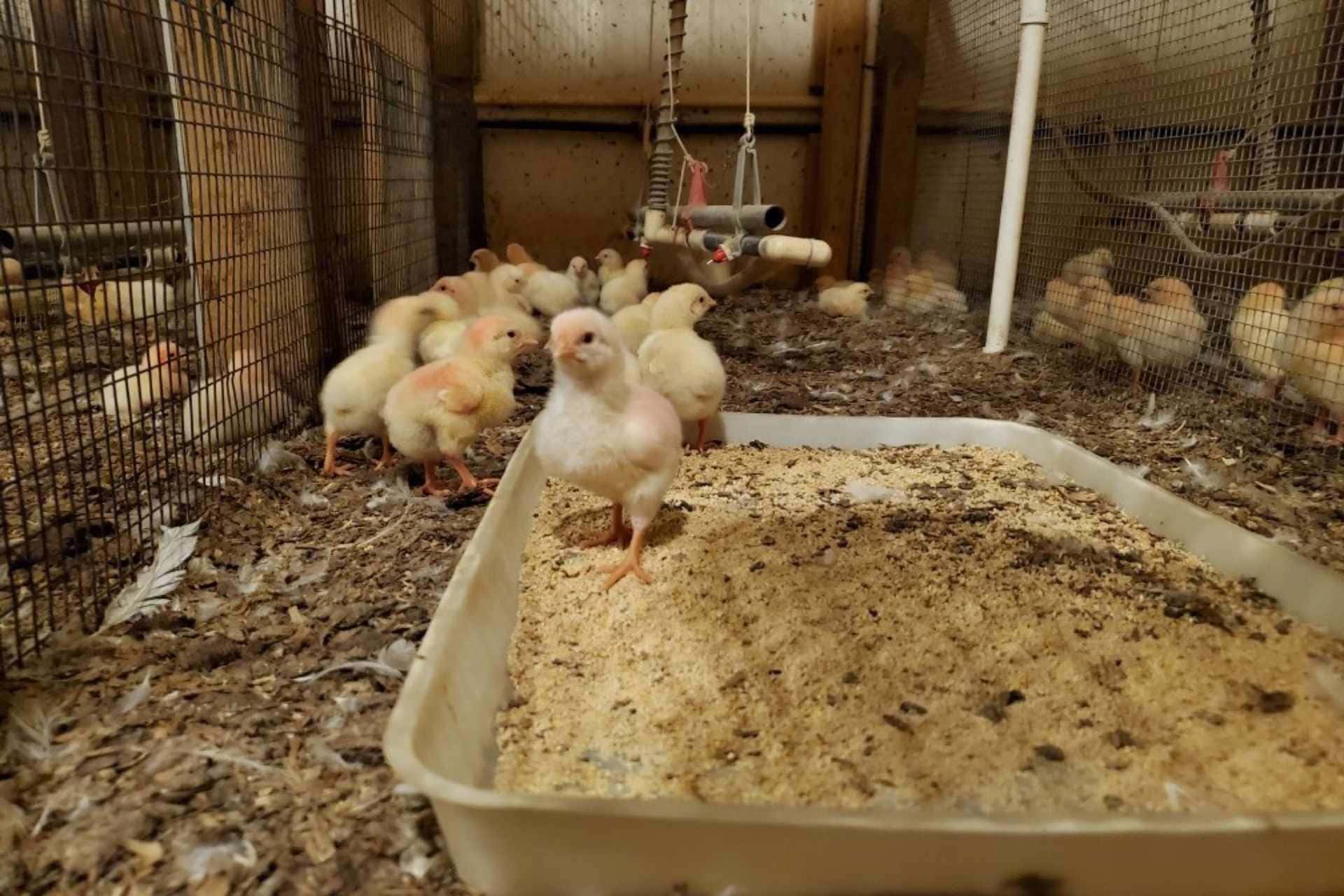 Broiler chicks are meat-type poultry that are fed diets that improve overall well-being, which may work synergistically with a wood-burning heat exchanger system, say WVU researchers. (Provided Photo)