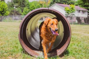 Willow running through the above-ground tunnel at the Buckhannon Dog Park. / Photo by Beckie Boyd