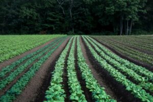 Farm Crops