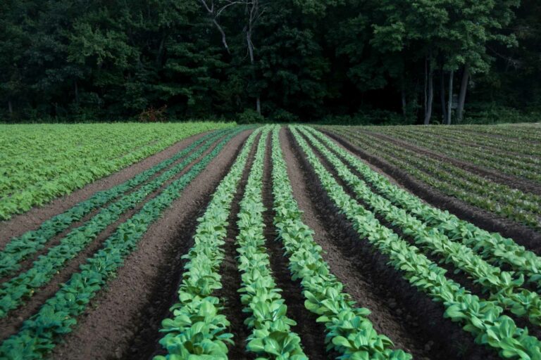 Farm Crops