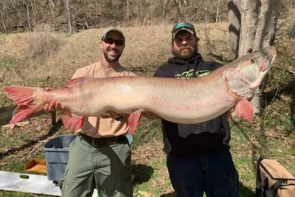 WVDNR fisheries biologist, Aaron Yeager (left), with Lucas King (right) holding King's record musky.