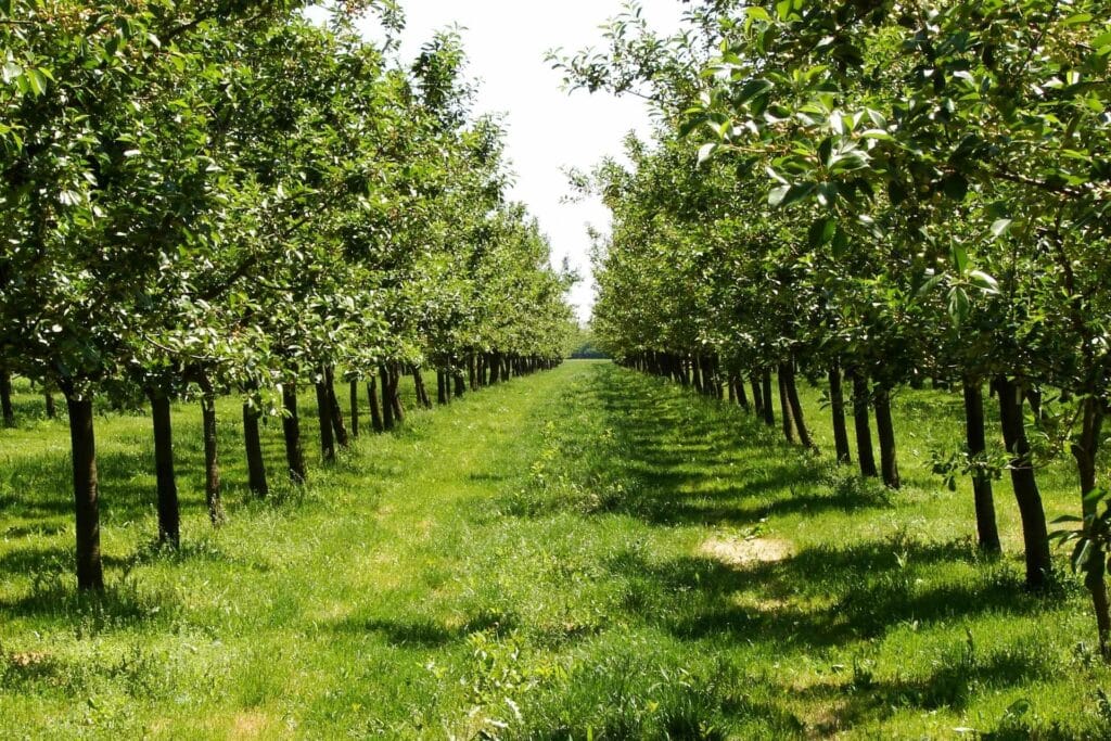 Gold Star Mothers will plant legacy orchards to be harvested for community members