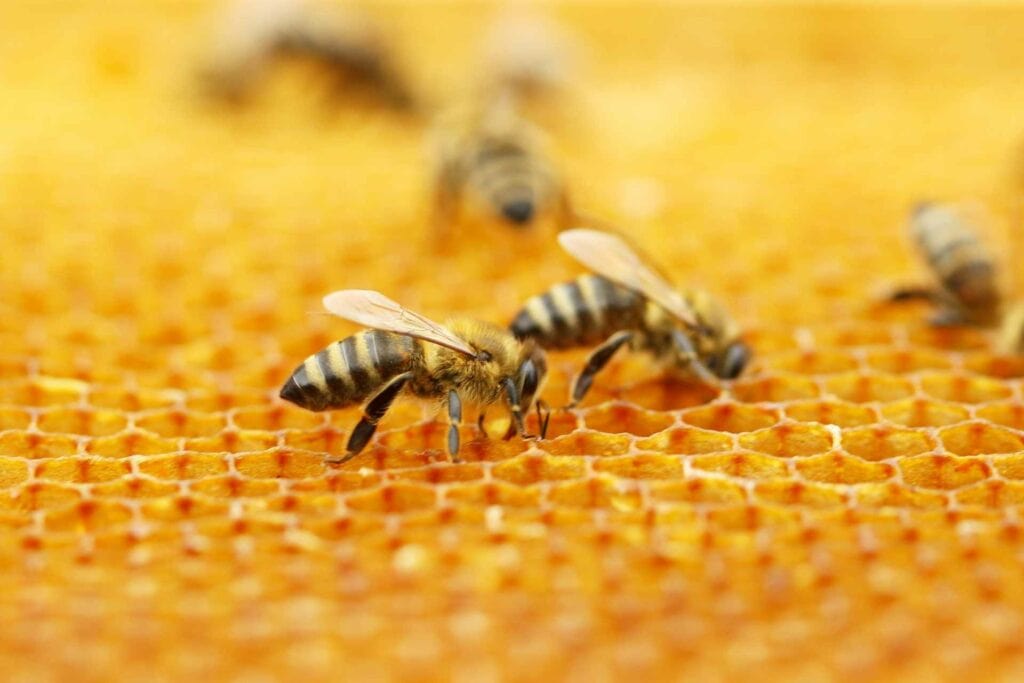 West Virginia launches partnership with FieldWatch