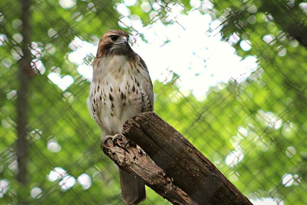 A red-tailed hawk at the Wildlife Center in French Creek. / Photo by Monica Zalaznik