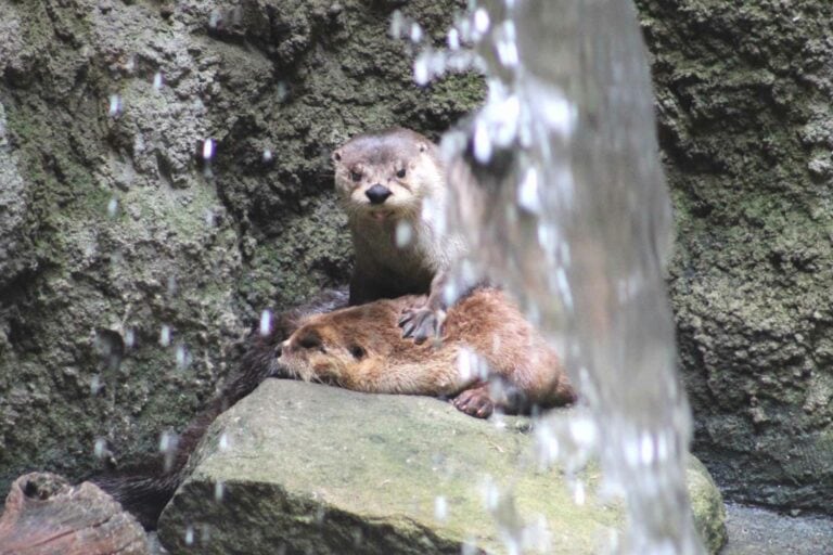 Creature Feature All the things you 'otter' know about otters