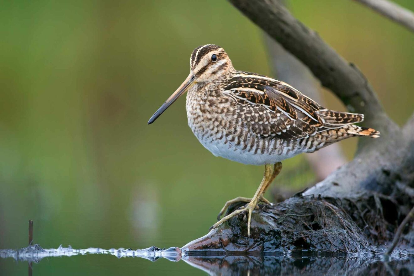 DNR Announces 2022 2023 Season Dates Bag Limits For Migratory Game Birds