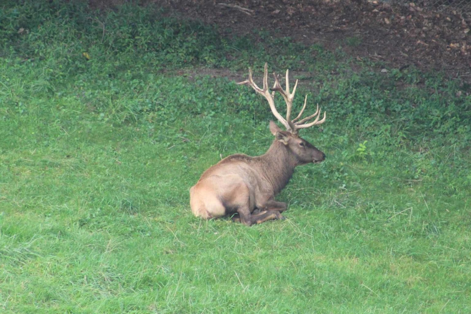 September creature feature Did you know the DNR is reintroducing