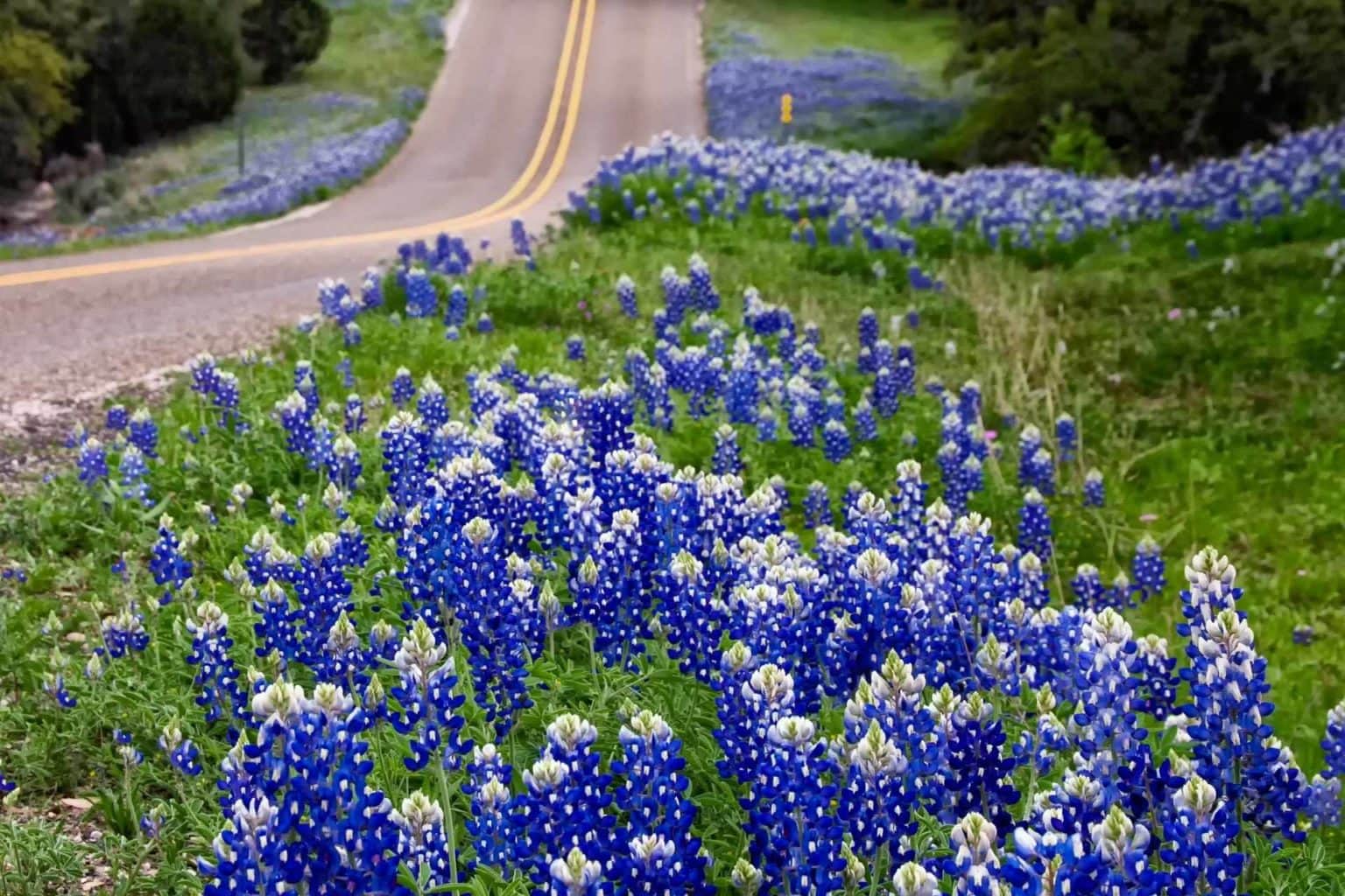 WVDEP Opens 2023 Roadsides In Bloom Photo Contest wvdep-opens-2023-roadsides-in-bloom-photo-contest