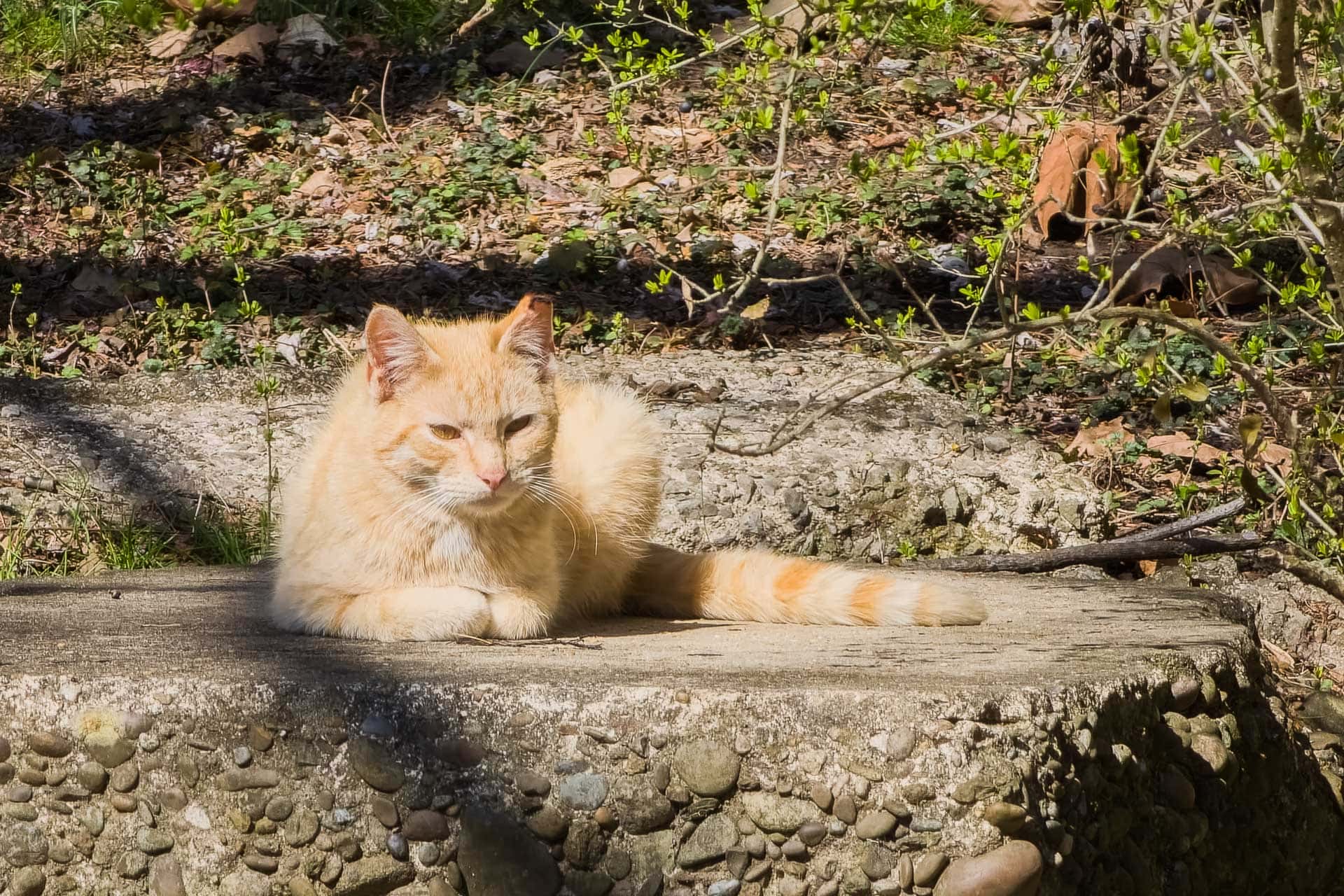 Ten cat colony residents have been trapped, fixed and released to control the swelling feline population at the Riverwalk Ten cat colony residents have been trapped, fixed and released to control the swelling feline population at the Riverwalk