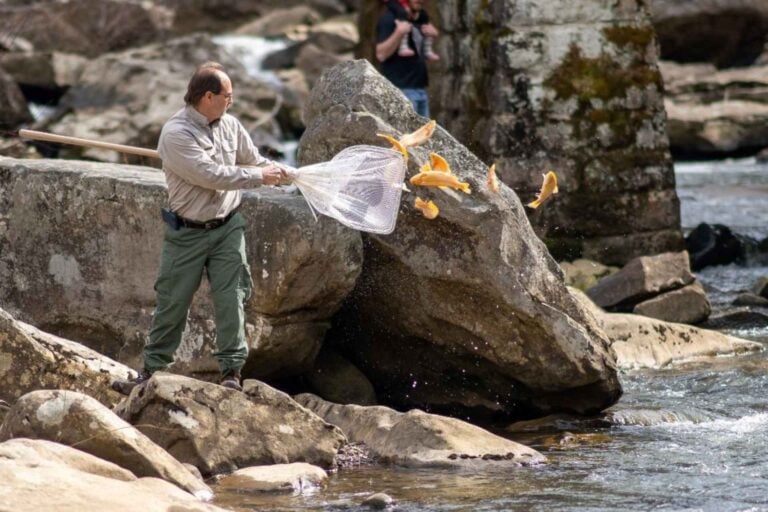 West Virginia Gold Rush trout stockings return this week
