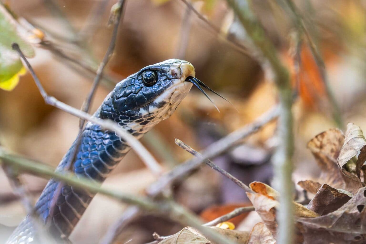 Creature Feature: Learn all about the sneaking, snacking snakes native