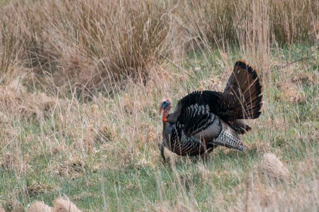 West Virginia spring turkey season opens on April 17