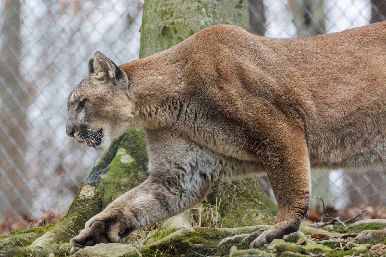 Vistaprint christmas delivery deadline