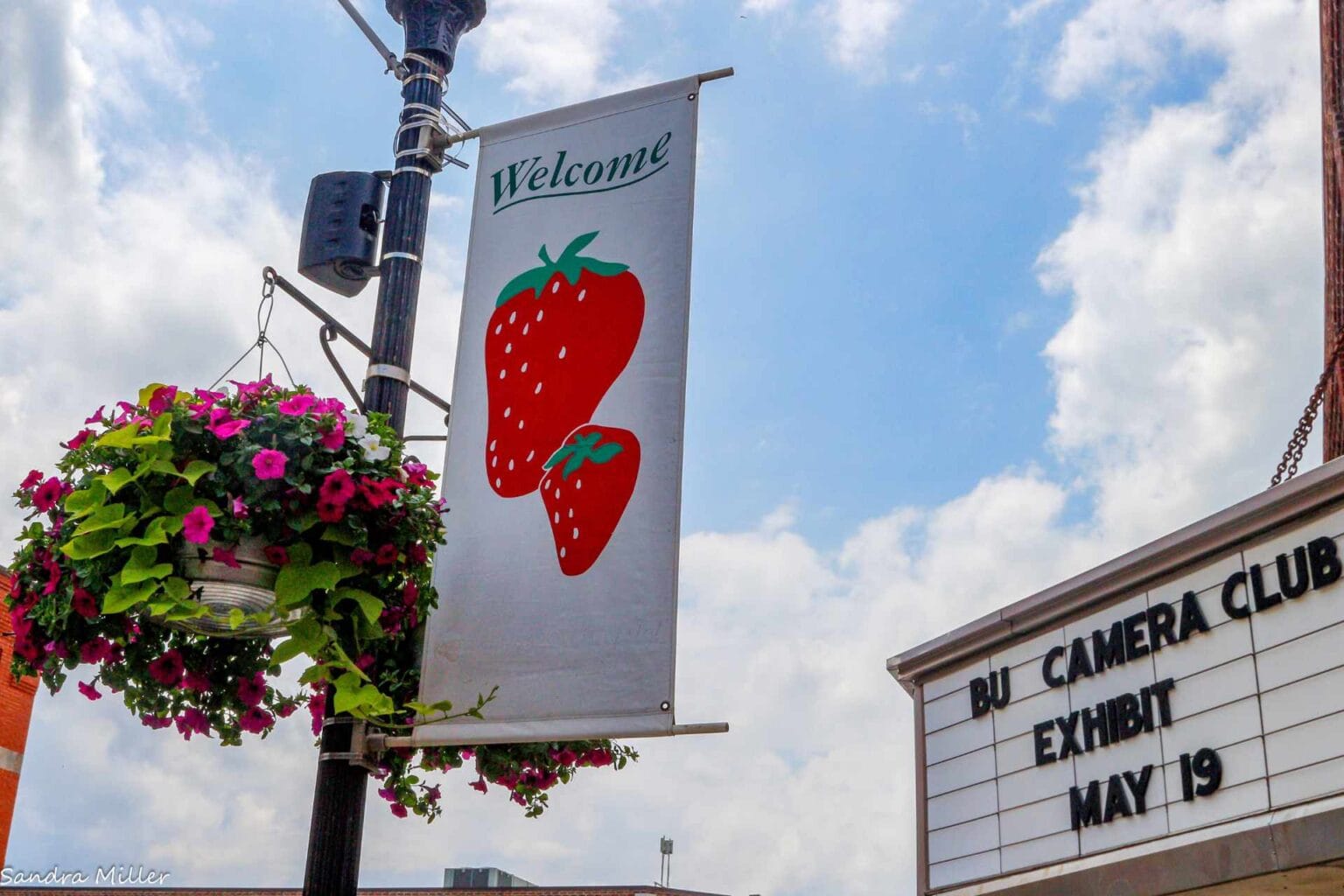 Strawberry Festival Schedule