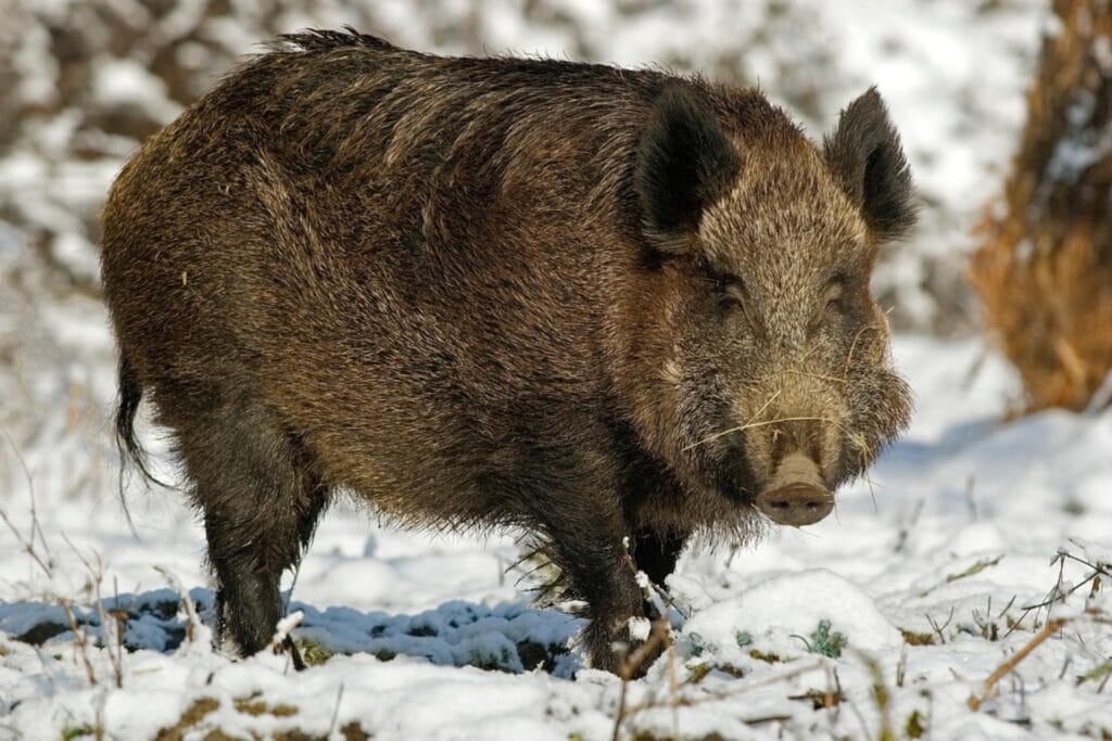 WVDNR announces final split of wild boar archery and firearms seasons