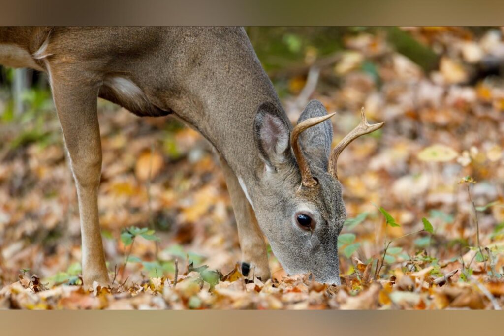 WVDNR releases 2025 hunting outlook and mast survey