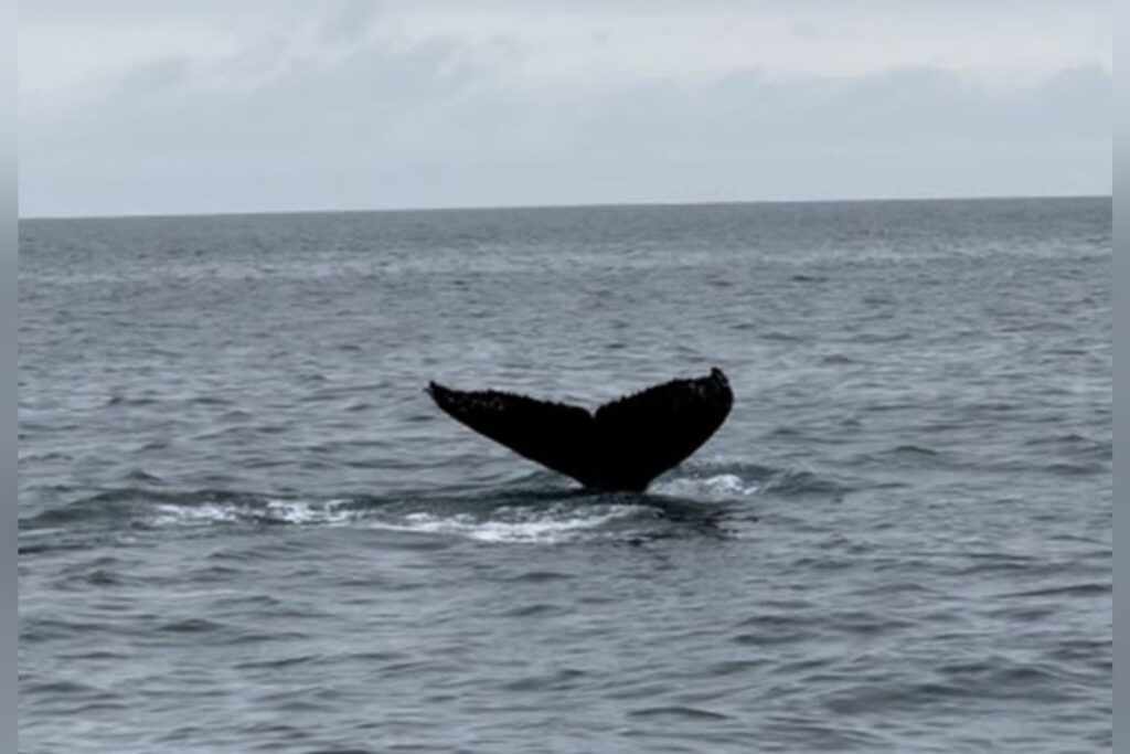 Whale watching and West Virginia: How WVU research can bring national insights back home