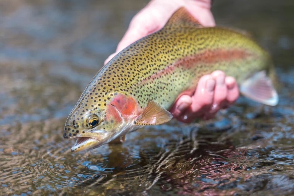 Trout stockings return to West Virginia waters