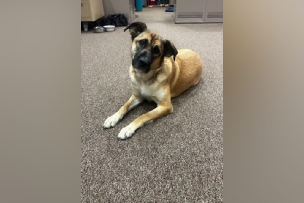 Upshur County 911 center welcomes therapy dog Chelsea to support first responders