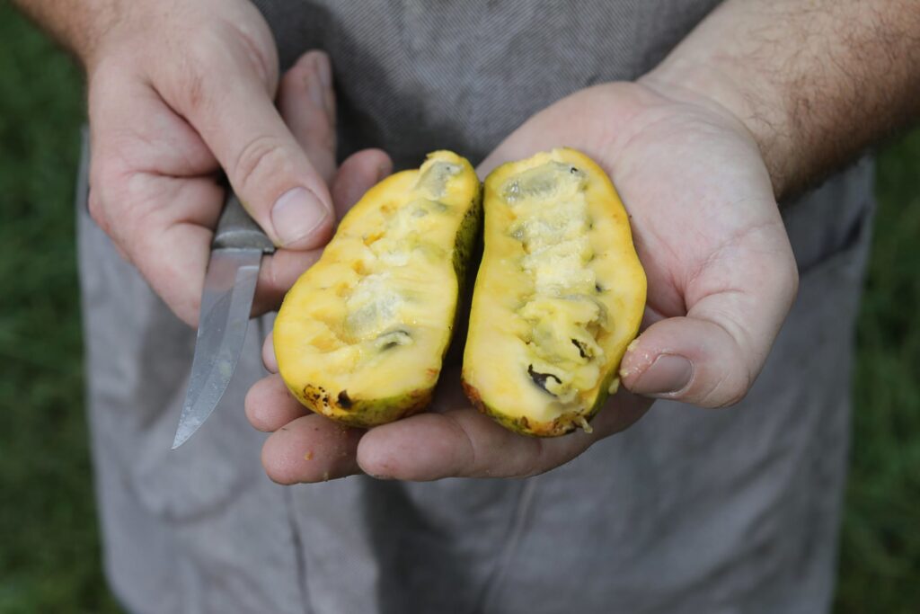 Appalachia’s forests are a natural pharmacy, WVU expert says