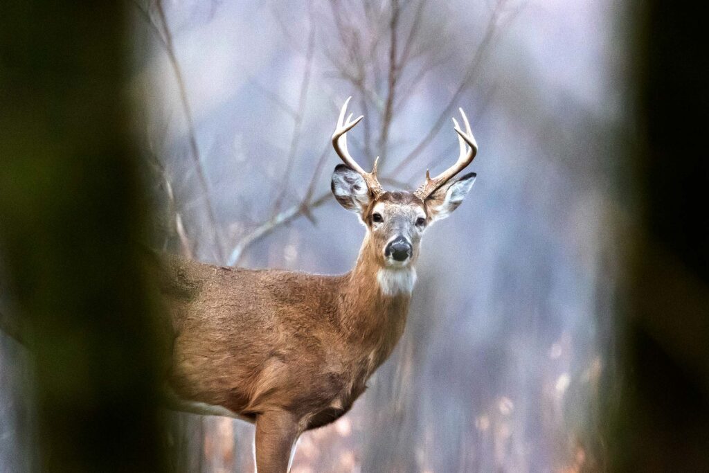 WV hunters harvest 92,553 deer during 2025-2026 seasons, down 17 percent from prior year