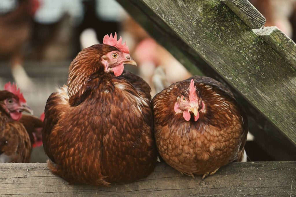 WVDA confirms case of avian influenza in backyard flock in Kanawha County