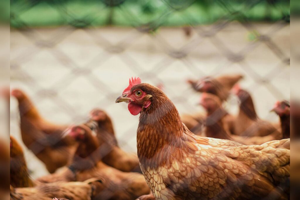 WVDA issues advisory to poultry owners amid increased avian influenza cases in surrounding states