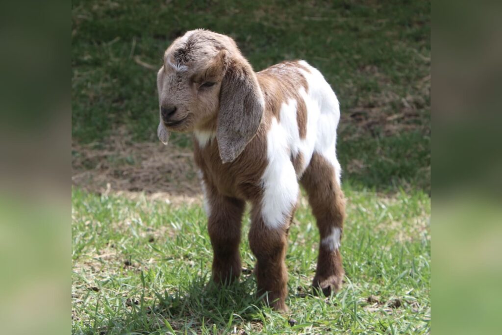 Down on the farms: spring baby boom means more bleats and moos at WVU Potomac State