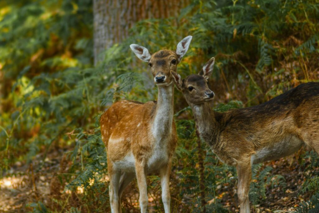 WVDNR seeks public input on updated State Wildlife Action Plan