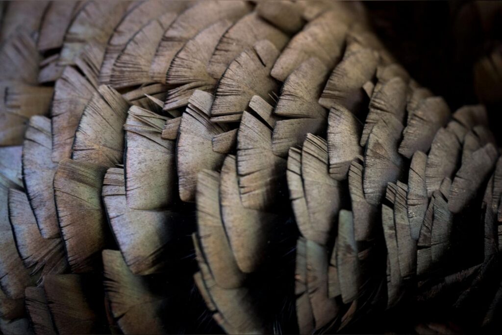 Morrisey announces 2026 spring gobbler season, highlights economic impact of WV hunting