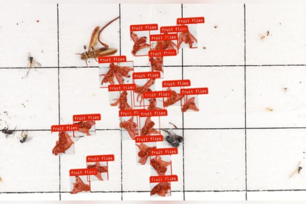 Drones, AI and 40 terabytes of bugs: How new tools at WVU are powering the fight against invasive species