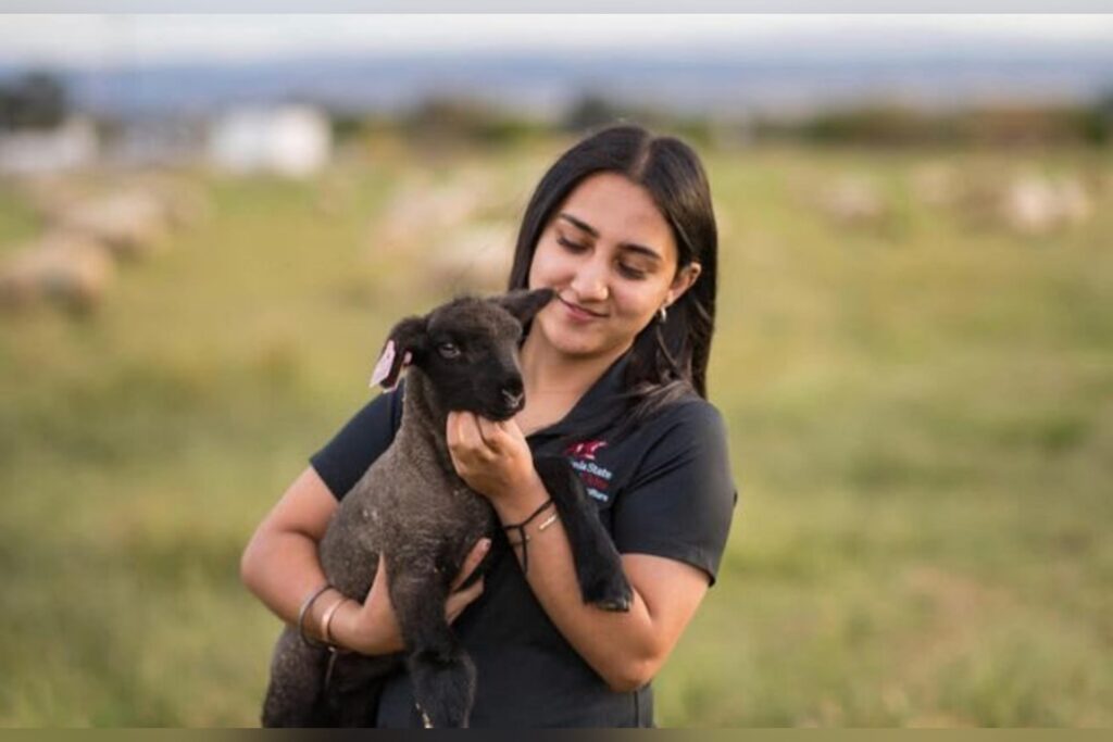 WVU Davis College student advances research through American Lamb Board Fellowship