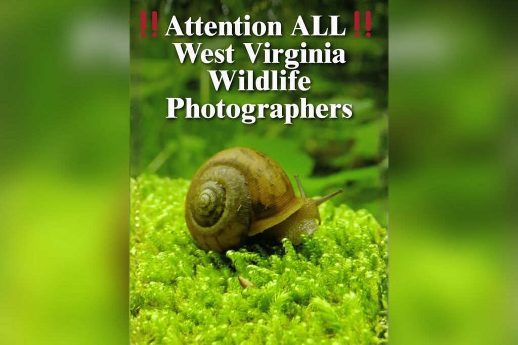 Wonderful West Virginia Magazine seeking submissions for 8th annual Wildlife Photography Issue