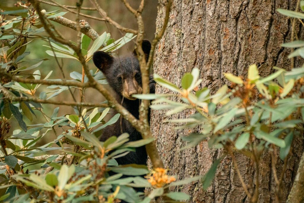 WVDNR reminds public to leave young wildlife alone