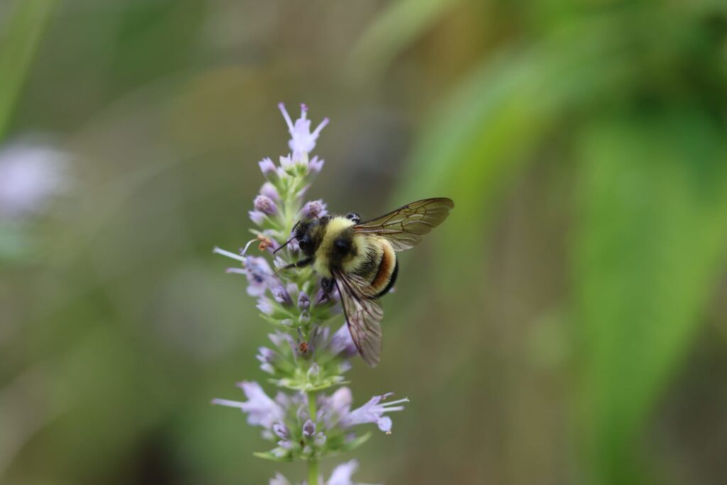 U.S. Fish and Wildlife Service finalizes habitat protections for endangered rusty patched bumble bee