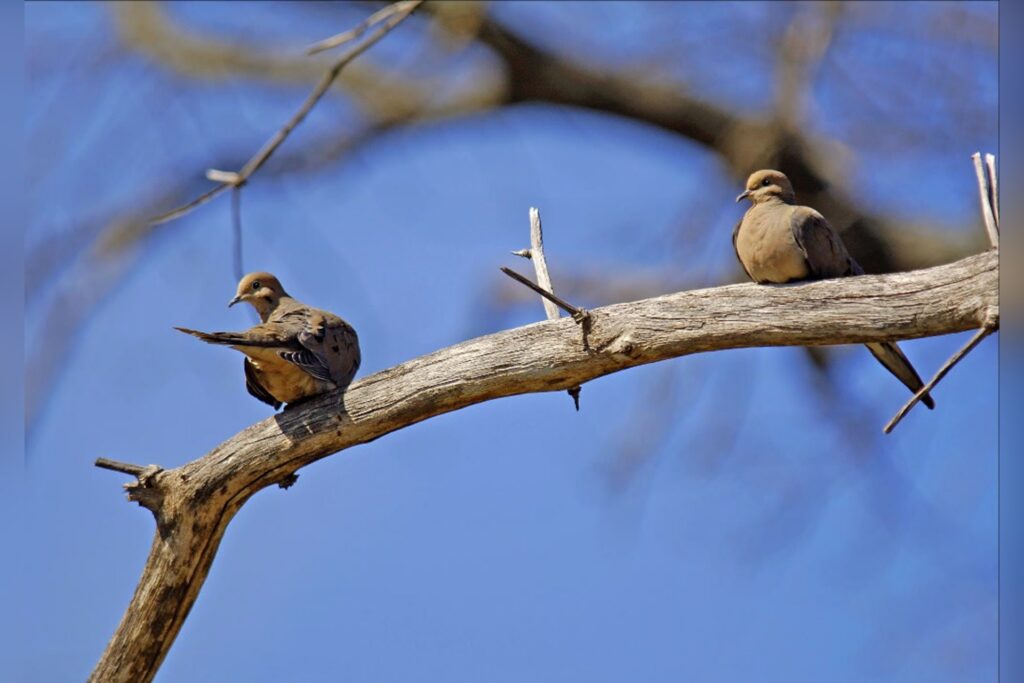 WVDNR announces updates to dove hunting at two wildlife management areas