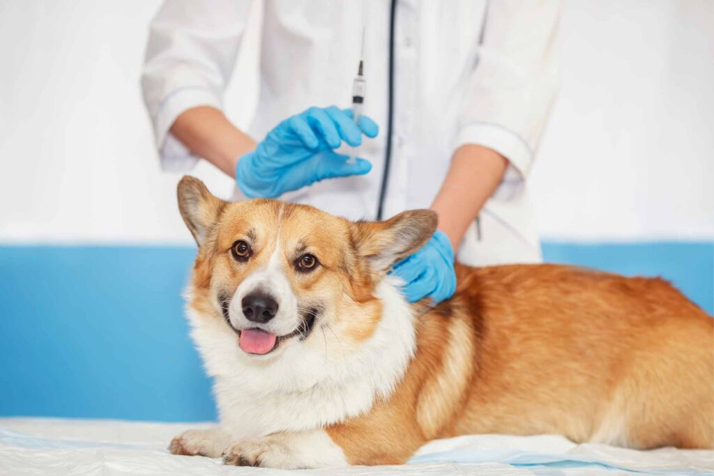 Lewis-Upshur Animal Control to offer free vaccine clinics for cats and dogs in May