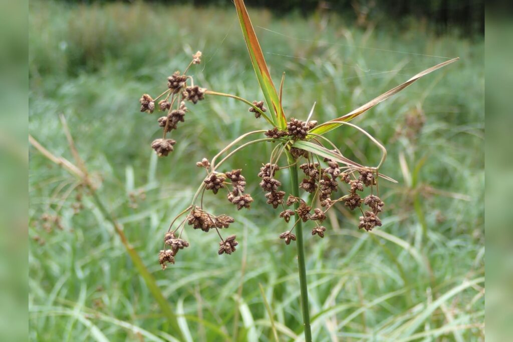 U.S. Fish and Wildlife Service removes northeastern bulrush from endangered species list
