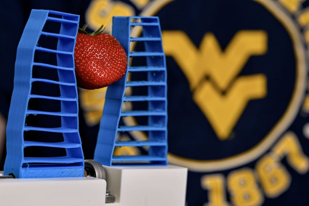 WVU researcher develops soft and ‘squishy’ robotic hand for harvesting delicate fruits like strawberries