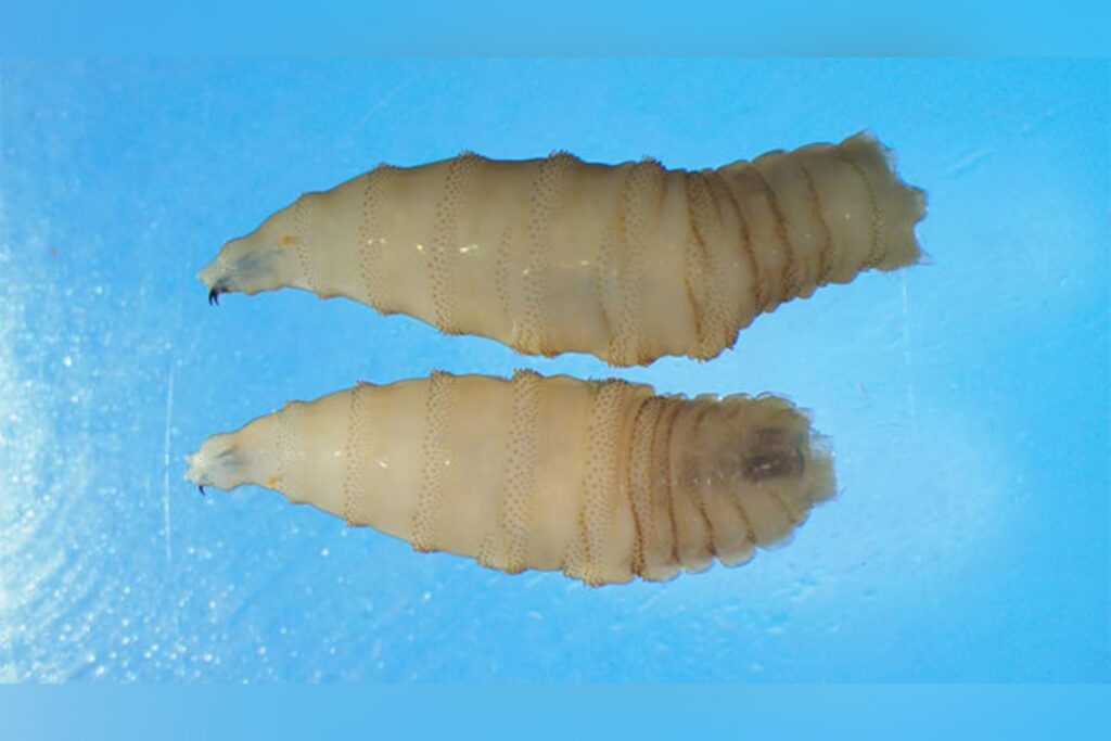 USDA confirms presence of New World screwworm in the United States