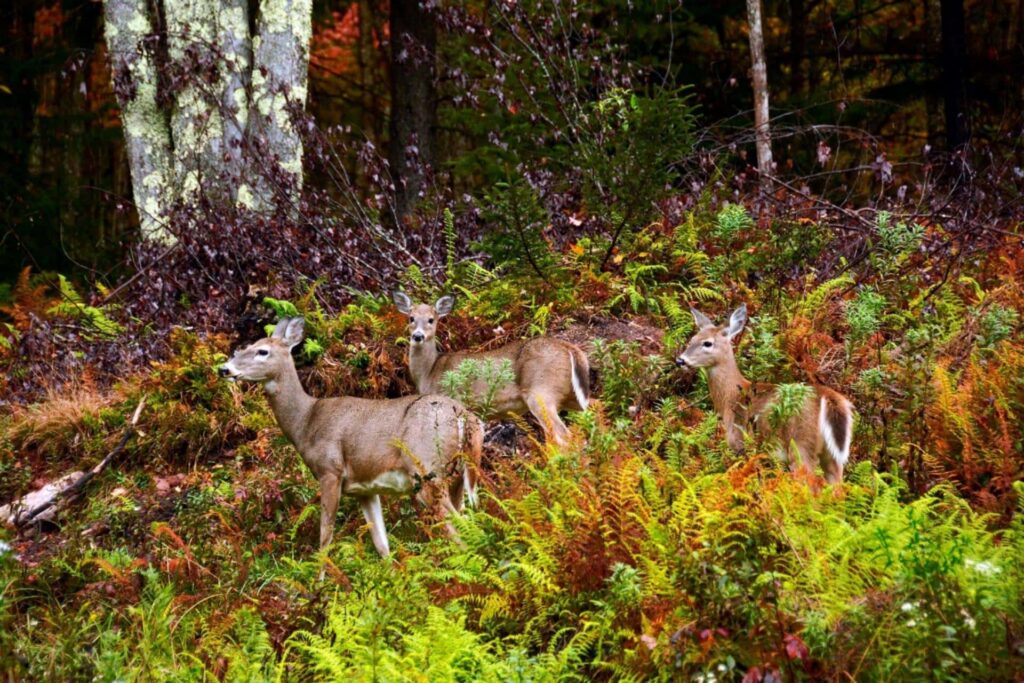 West Virginia Division of Natural Resources seeks public input on proposed wildlife disease management changes