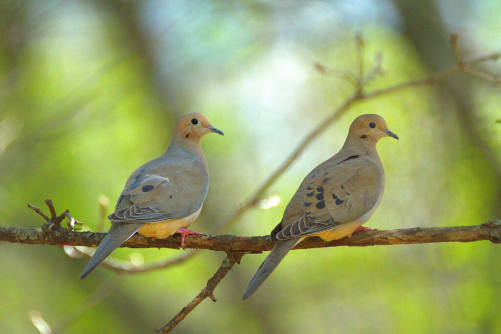 West Virginia unveils new dates for dove, woodcock and rail hunting seasons