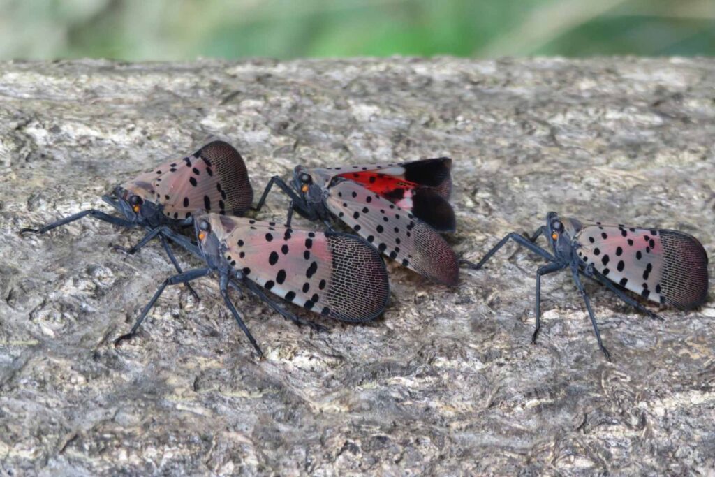 Spotted lanternfly detected in Kanawha County